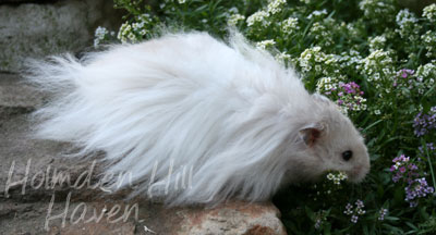 Silver Fox- Silver Pearl Umbrous Banded Longhaired